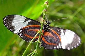 Underside of wing Cydno Longwing underside.JPG