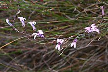 Cyphia volubilis (Lobeliaceae) (36859614374).jpg