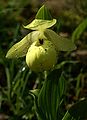 Cypripedium flavum