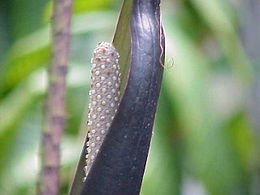 Strėlialapis kreivenis (Cyrtosperma johnstonii)