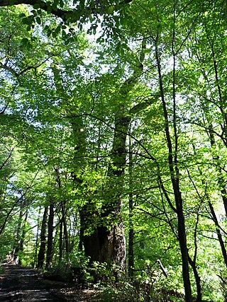 <span class="mw-page-title-main">Sobieski Oak</span> Tree in Poland