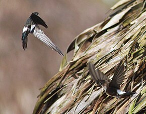 A DRbirds Antillean Palm Swift c. JPG képének leírása.