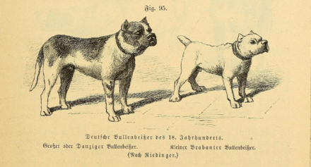 The two varieties of Bullenbeisser: the large Danziger variety and the small Brabanter variety