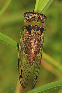 <i>Neotibicen davisi</i> Species of true bug