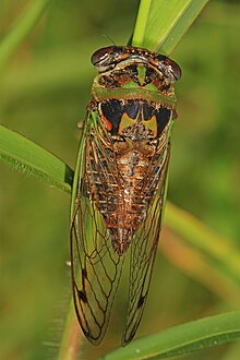 Davis'in Güneydoğu Köpek Günü Cicada - Tibicen davisi, Loxahatchee National Wildlife Refuge, Boynton Beach, Florida.jpg