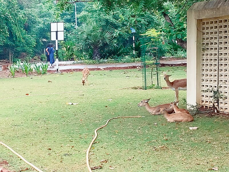 File:Deers at IIT Madras 5.jpg
