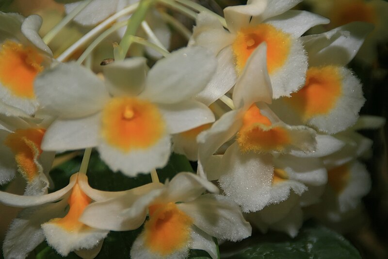 File:Dendrobium farmeri 1zz.jpg