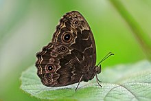 Dentate bush brown (Bicyclus dentata).jpg