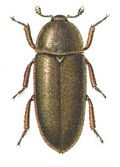 Dermestes maculatus