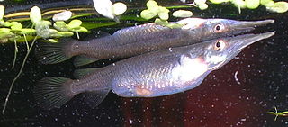 Zenarchopteridae Family of fishes