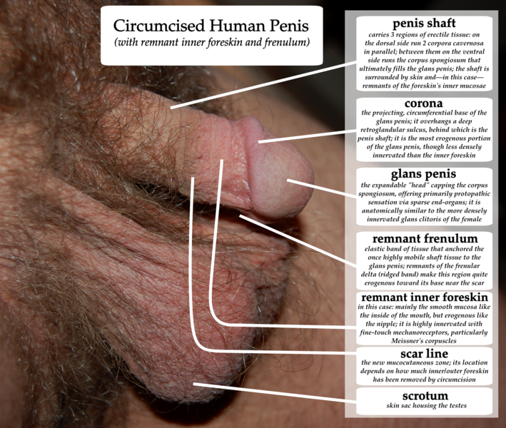 File:Diagram of circumcised penis.png