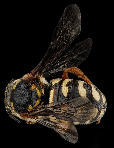 Tập_tin:Dianthidium_concinnum,_M,_back,_Pennington_County,_South_Dakota_2012-11-19-17.59.17_ZS_PMax_(8246448402).jpg