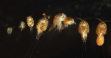 Copepods - different T. brevicornis developmental stages. Note the mating pair (third from the right). Different T. brevicornis developmental stages. Note the mating pair (3rd from the right).png