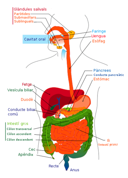 File:Digestive system diagram ca.png