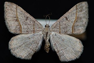 <i>Digrammia neptaria</i> Species of moth