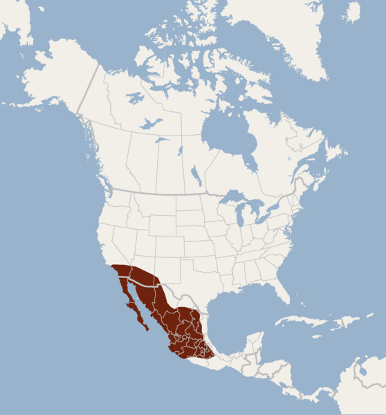 File:Distribution of Lasiurus xanthinus.png