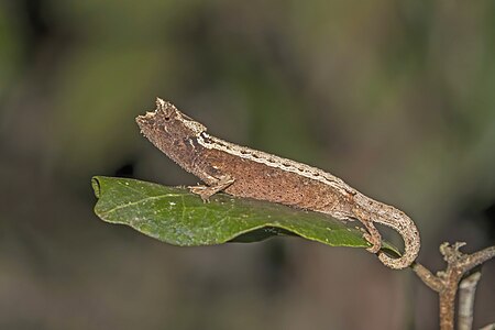 Domergue's leaf chameleon (Brookesia thieli) Andasibe