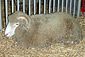 Dorset sheep.jpg