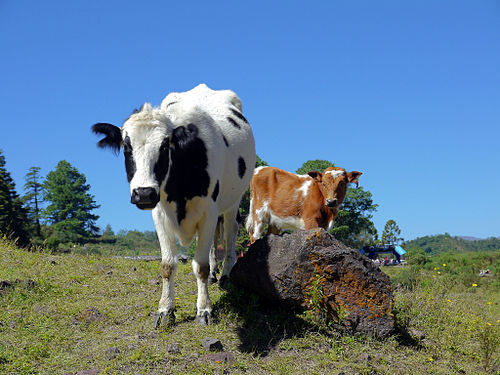 Dues vaques que no són marsopas