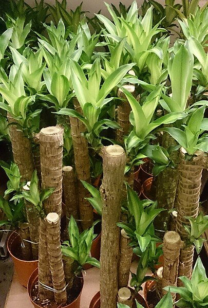 File:Dracaena fragrans for sale.jpg