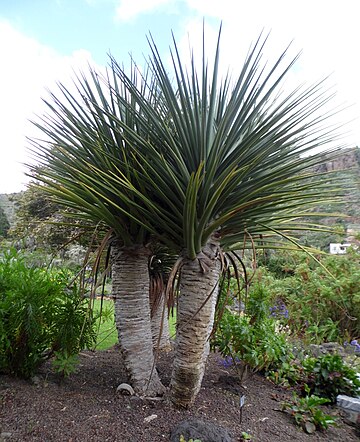 Dracaena tamaranae