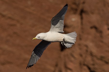 Dreizehenmöwe im Flug