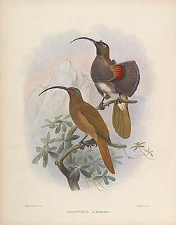 Black-billed sicklebill Species of bird