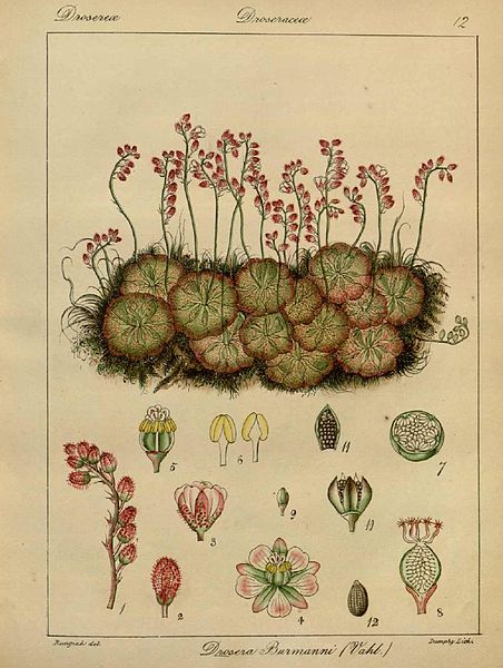 File:Drosera burmanni00.jpg