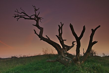 Tree in the dunes of Castricum.