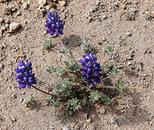 Dwarf Lupine at Frozen Lake