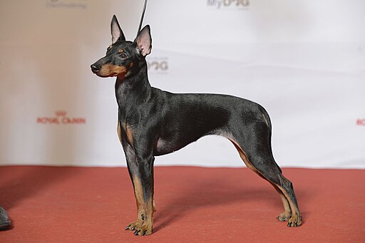 ENGLISH TOY TERRIER, NO JV-14 NO UCH X-Pected Dine Mites X-Factor (23995274170)