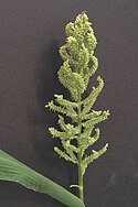 Echinochloa frumentacea.jpg