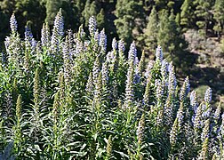 Echium callithyrsum kz06.jpg