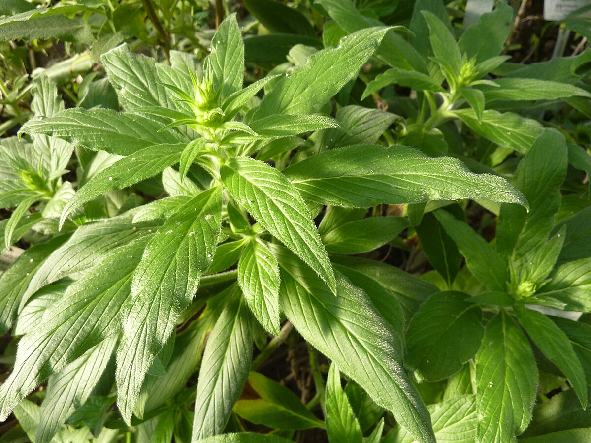 Resultado de imagen de Echium strictum