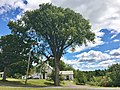 American elm tree in Cummington, Massachusetts (August 2020).