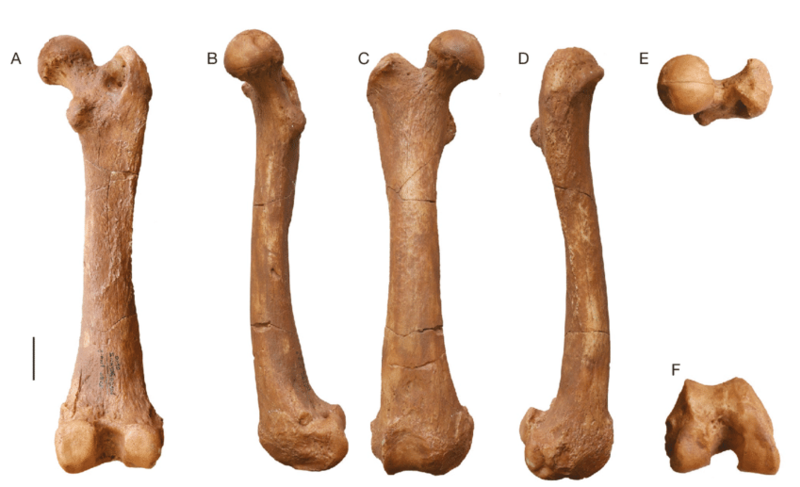 File:Enhydriodon Omoensis Femur Views.png