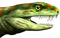 Eothyris, an early synapsid with multiple canines Eothyris head.jpg