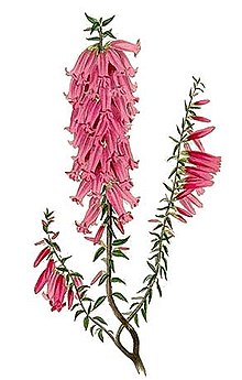 LONG 10mm SHAFT, Pink Heath, Native Flower, Pink Blossom