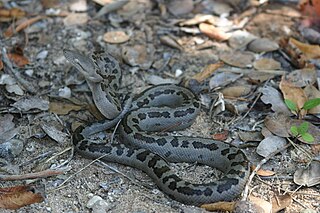 <i>Chilabothrus chrysogaster</i> Species of snake