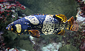 Giant grouper Epinephelus lanceolatus young.jpg