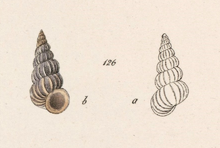 Epitonium novangliae-Mollusca 104-131. Fauna New Yorka.png