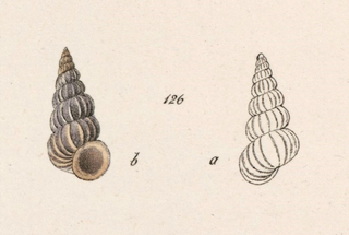 <i>Epitonium novangliae</i> Species of gastropod