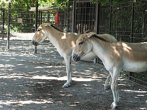 Equus Hemionus: Descrizione, Distribuzione e habitat, Biologia