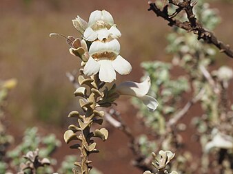 E. rigida flower detail Eremophila rigida (flower detail).jpg