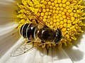 Kleine bijvlieg (Eristalis arbustorum)