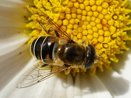 Eristalis_arbustorum