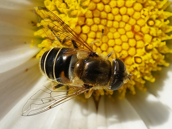 Муха пчеловидка. Муха журчалка пчеловидка. Пчеловидка Лесная Eristalis arbustorum. Журчалка пчеловидная. Муха Eristalis.