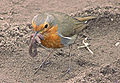 Erithacus rubecula with earthworm