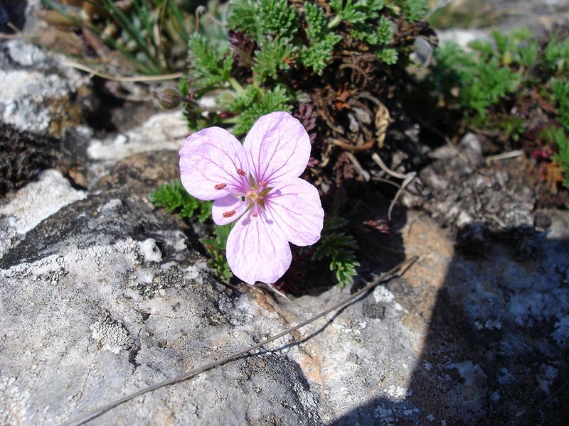 File:Erodium foetidum1.jpg