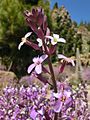 Erysimum scoparium